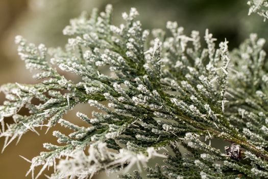 white hoarfrost crystal on green thuja twig