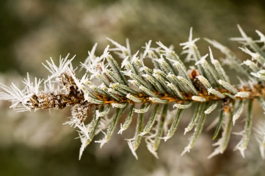 rime or hoarfrost on a silver pine branch