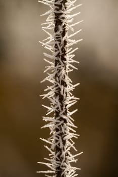 hoarfrost on a thin branch