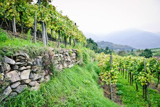 Vine Terrace in Wachau, Austria