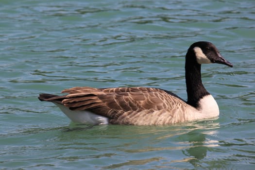 geese swimming on the surface of the lake water