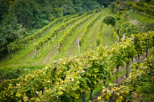 Vineyard in Wachau, Lower Austria