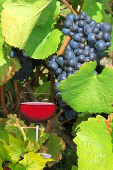 a glass of red wine on the vines during harvest