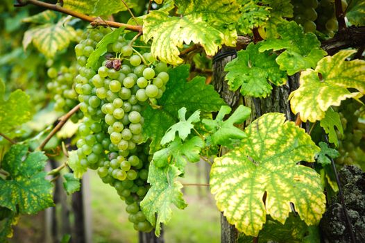 White Grapes on a Branch, taken with Nikon D700