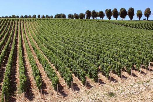 landscape with rows of twenty in a vineyard view