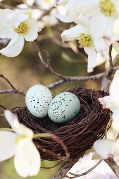 Painterly image of two eggs in a small nest with dogwood blossoms surrounded it. Extreme shallow depth of field with some blur. Selective focus is on the eggs.
