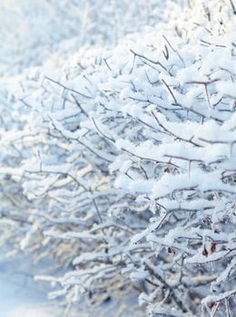 Winter landscape.Frozenned plants.Shallow depth-of-field