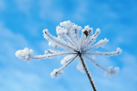Winter landscape.Winter scene .Frozenned flower