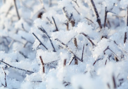 Winter landscape.Frozenned plants.Shallow depth-of-field