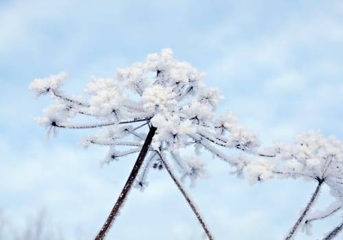 Winter landscape.Winter scene .Frozenned flower