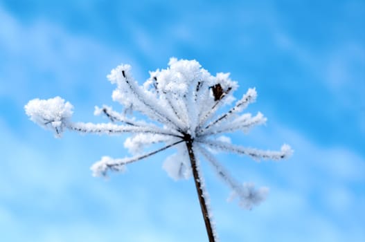 Winter landscape.Winter scene .Frozenned flower