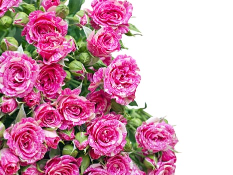 bouquet of pink roses isolated on white background