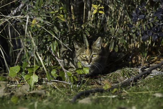 Bengal kitty hiding in the plants camouflaged