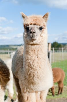 Fluffy young Alpaca standing on the meadow