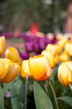 closeup of false tulips flower in garden