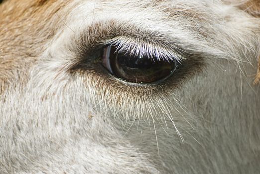 Close up of lama's eye with  eyelashes