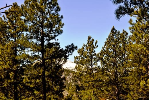 trees and mountains