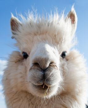 Head of a white Alpaca with blue Sky