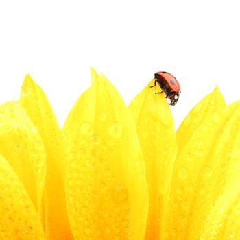 ladybug on sunflower isolated white background