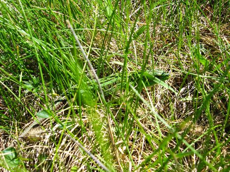 The green and imperceptible lizard in a green grass