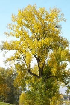 Autumnal tree on blue sky background in the leisure park Rheinaue in Bonn, Germany