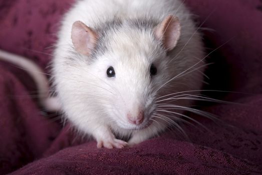 Close up horizontal shot of a domestic gray and white rat looking into the camera.