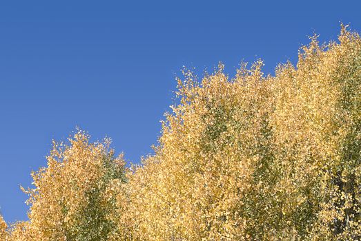 Horizontal abstract image of Quaking Aspens changing from green to yellow against a bright blue sky.