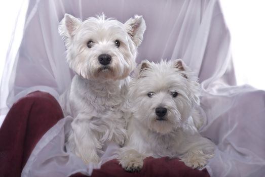 Two adorable West Highland White Terriers in a chair against a white background.