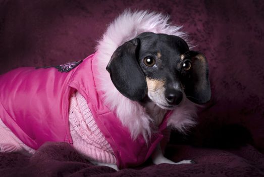 Close up horizontal studio shot of a black and tan Dachshund wearing a pink sweater and coat.