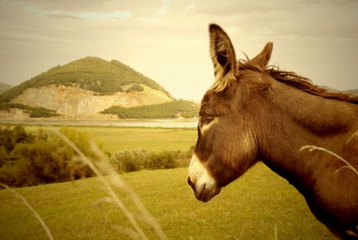 old photograph, donkey and quarry Marshes nature reserve Santo�a, Spain