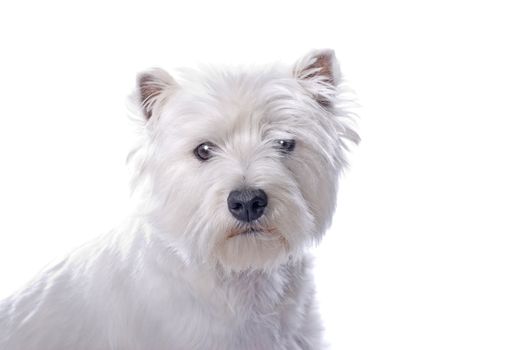 An adorable West Highland White Terrier against a white background.