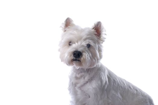 An adorable West Highland White Terrier against a white background.