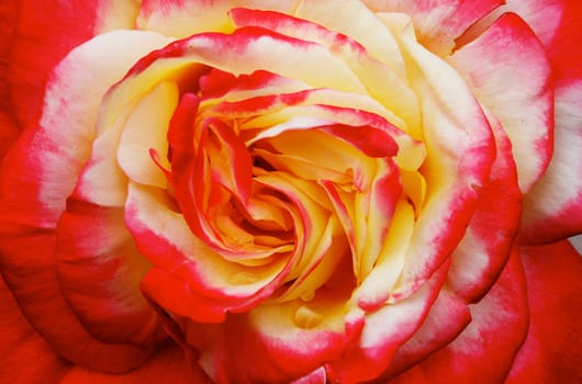 Close up macro of a Yellow Pink Red Orange Rose flower