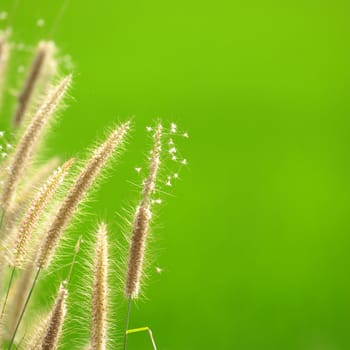 grass flower on green background