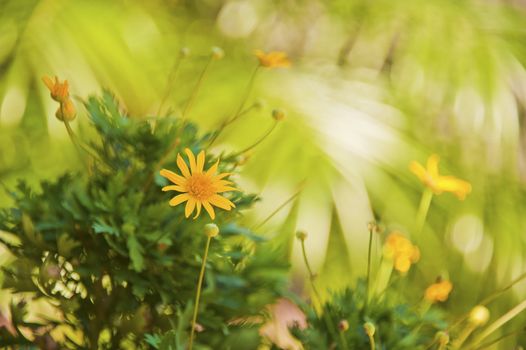 Yellow flowers with selective focus on the flower in the foreground.