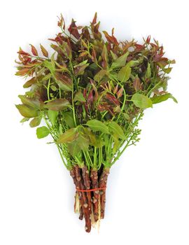 Neem leaves and flowers