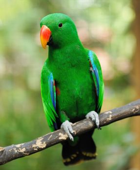 Beautiful green eclectus parrot bird