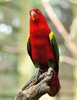 Beautiful red parrot bird close up