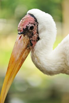 Stork bird close up