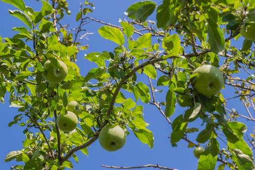 Green apples on a tree branch