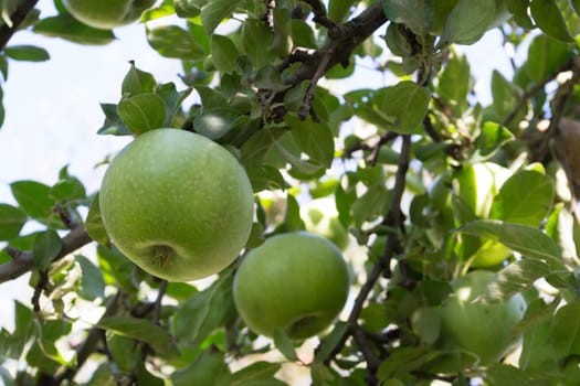 Green apples on a tree branch