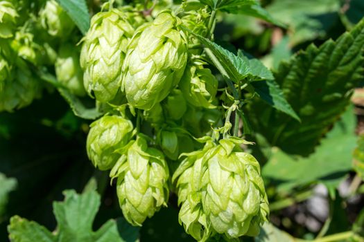 Flowers and leaves of hop (Humulus lupulus)