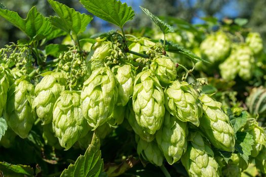 Flowers and leaves of hop (Humulus lupulus)