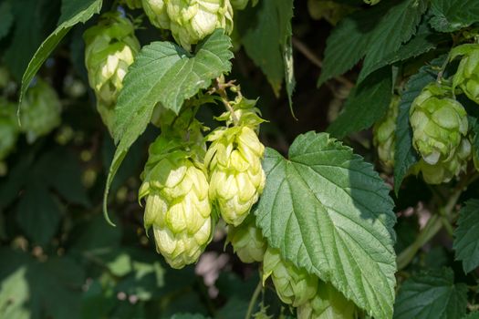 Flowers and leaves of hop (Humulus lupulus)