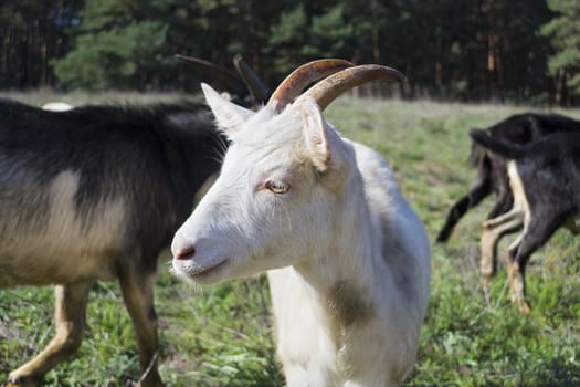 Close-up of a white nanny-goat on the background of meadows and woods.