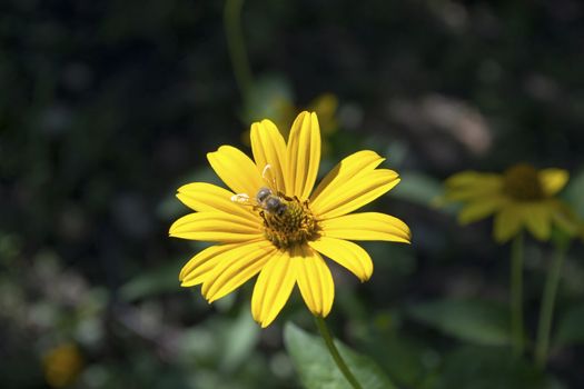 Yellow flower with bee on a blurred background 