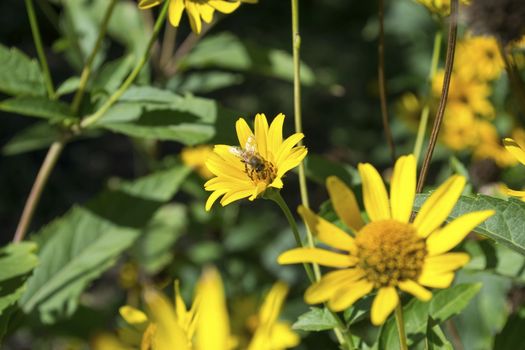 Yellow flower with bee on a blurred background 