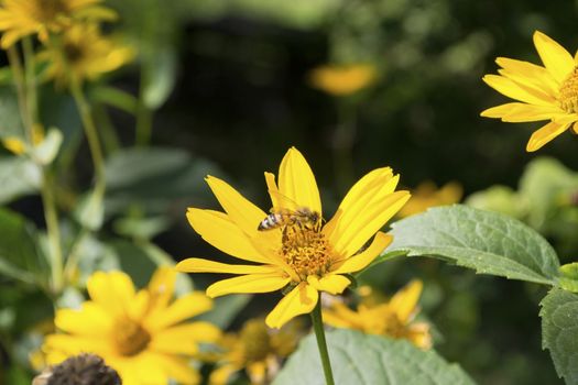 Yellow flower with bee on a blurred background 