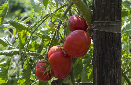 A branch with ripe tomatoes, tied to the pillar