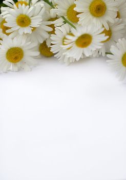 Paper banner with flower chamomile, a white